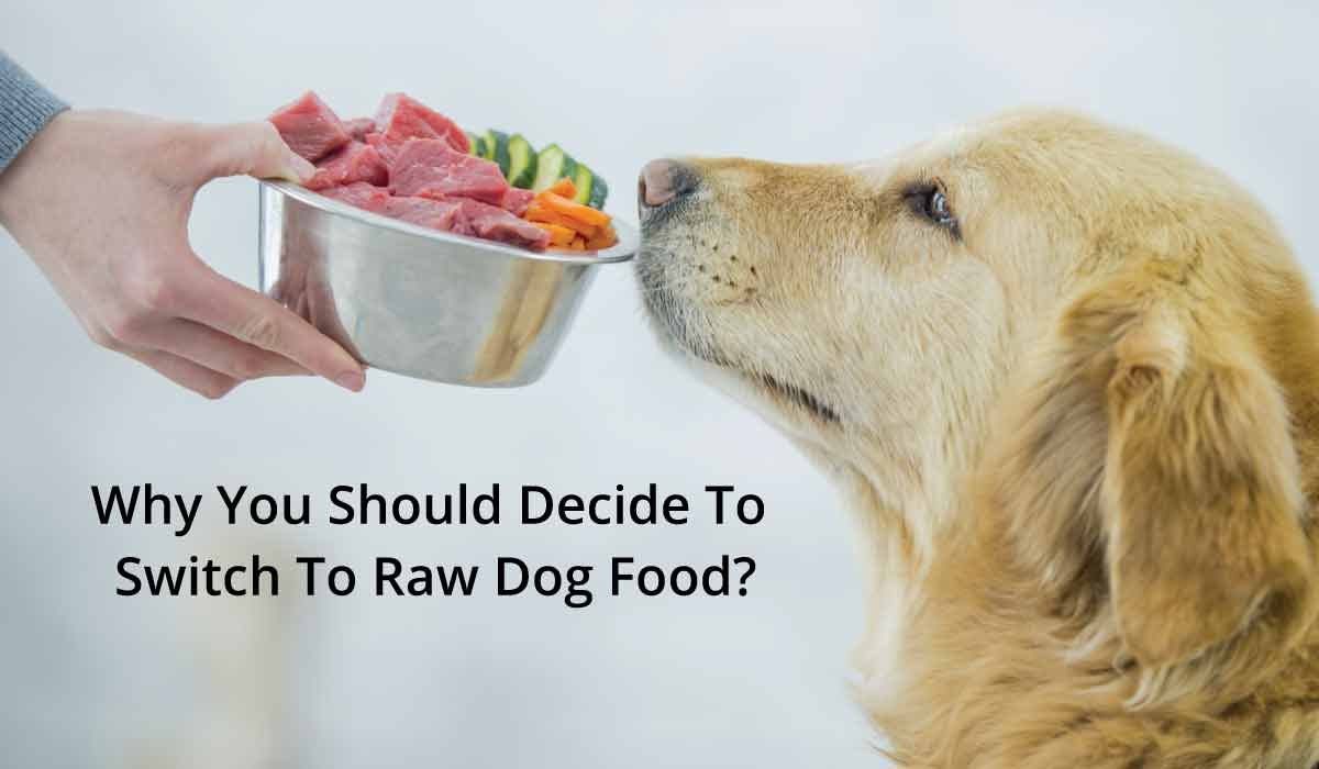 raw dog food