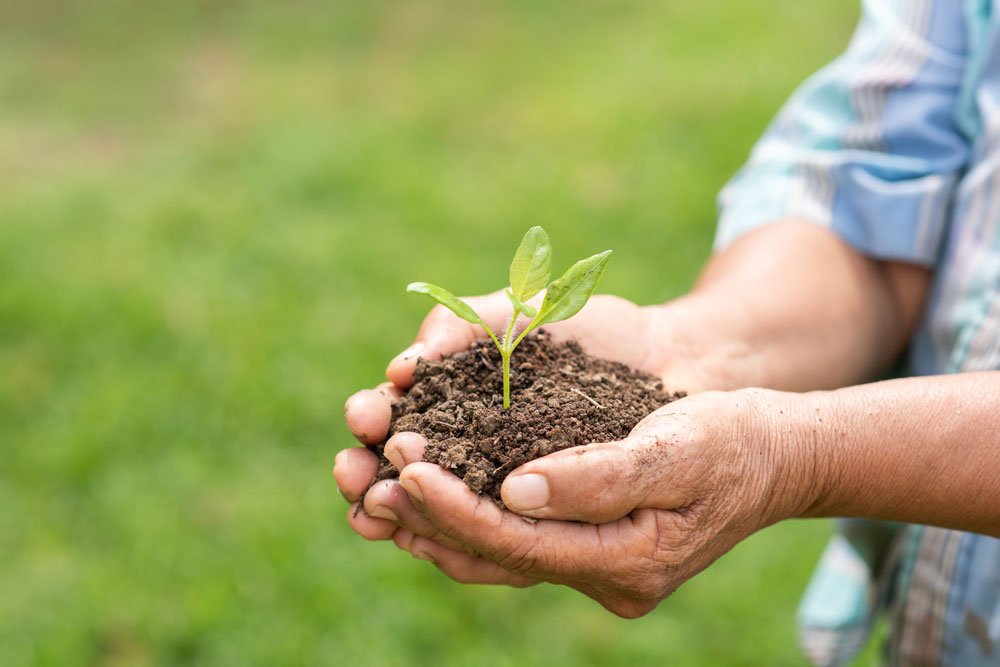 Organic Fertilizer for Gardening