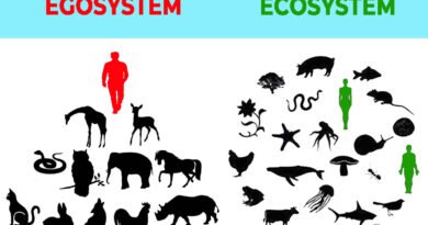difference between the egosystem and the ecosystem
