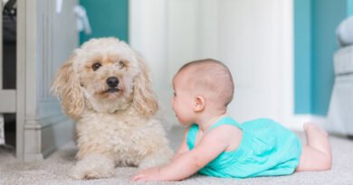 tips to revamp your home for kids and pets