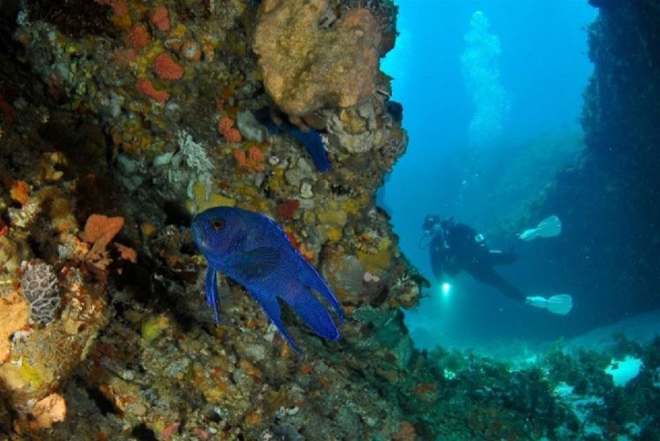 Best Dive Spots Around Perth
