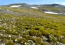 Impact of Antarctica Greening on Climate Change