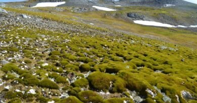 Impact of Antarctica Greening on Climate Change